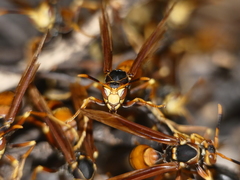 Polistes buyssoni