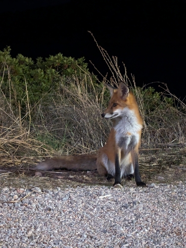 Red Fox observed by johnny_r_pedersen