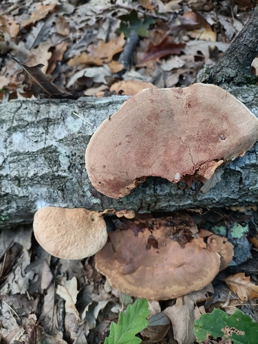 tender nesting polypore