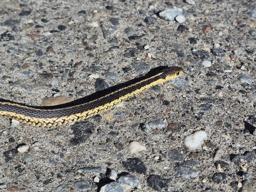 Common Garter Snake observed by jleader