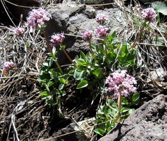 Valeriana arizonica