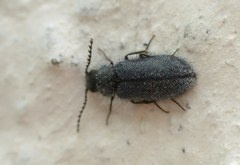Rhadalidae