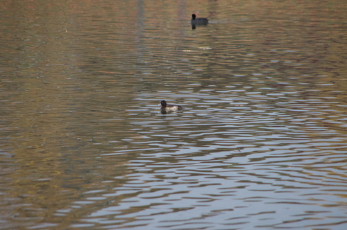 Tufted Duck