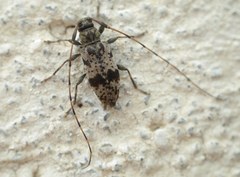 Leiopus femoratus