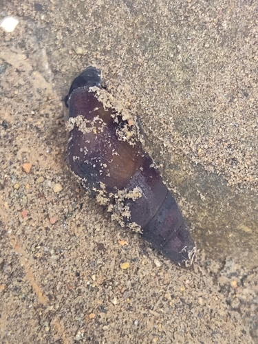 Juga plicifera observed 2026-10-17