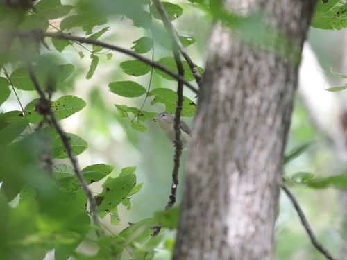 Eastern Warbling Vireo