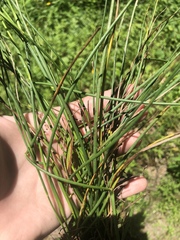 Juncus scirpoides