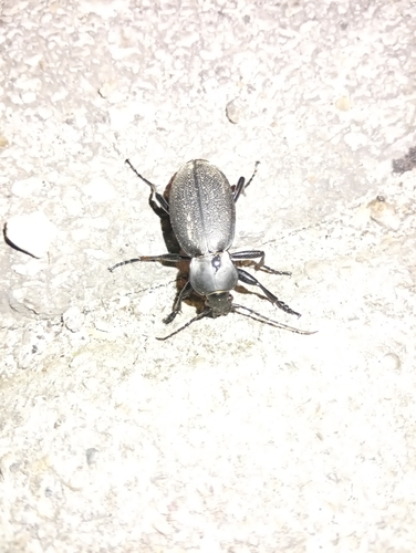 Leather Beetle