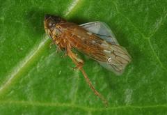 Metidiocerus rutilans