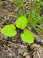 Smilax ecirrhata