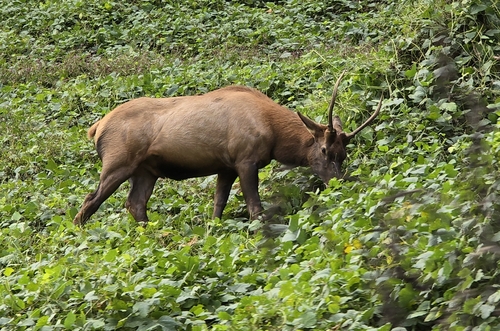 Wapiti observed by coyotewote