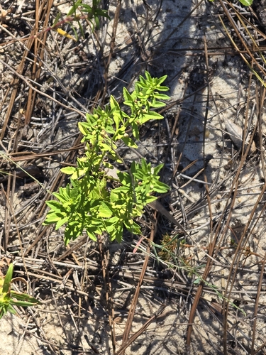 Scoparia dulcis observed 2026-10-17
