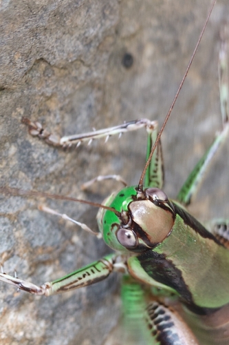Chabrier's Bush-cricket