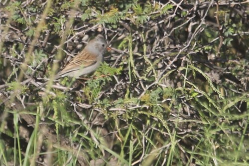 Black-chinned Sparrow