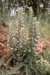 Acanthus spinosus