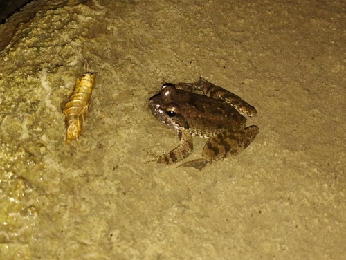 Italian Stream Frog