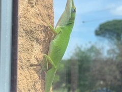 Anolis carolinensis