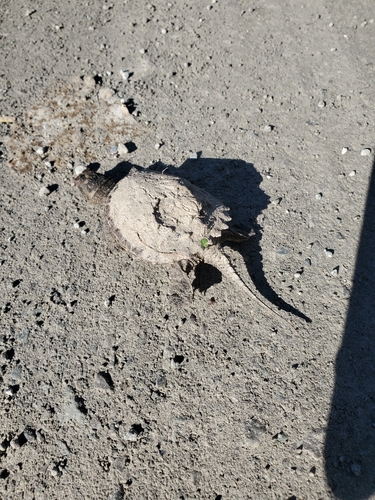 Common Snapping Turtle observed by jstraka