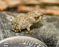 Anaxyrus fowleri