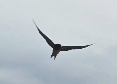 Barn Swallow observed by rawge