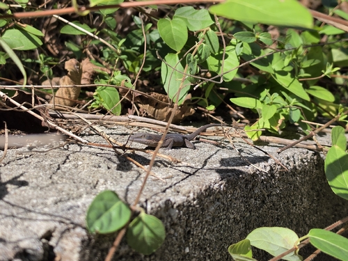 Green Anole observed by emmawolf