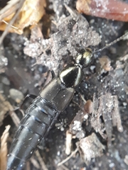 Philonthus decorus