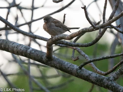 iNaturalist image