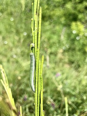 Anthocharis cardamines