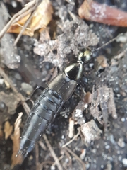 Philonthus decorus