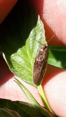 Synaptus filiformis