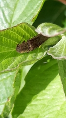 Synaptus filiformis