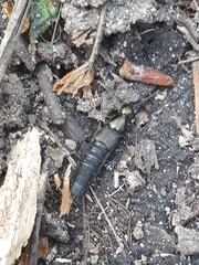 Philonthus decorus