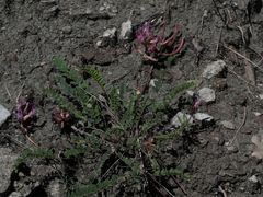 Astragalus monspessulanus