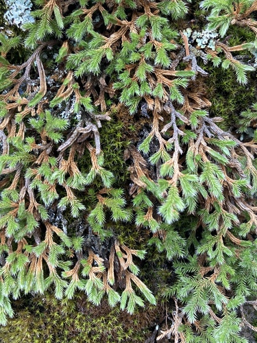 Weatherby's spikemoss (Selaginella weatherbiana)
