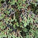 Selaginella weatherbiana - Photo (c) Rea Orthner, algunos derechos reservados (CC BY-NC), subido por Rea Orthner