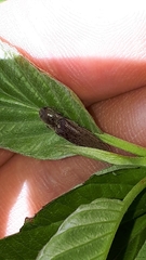 Synaptus filiformis