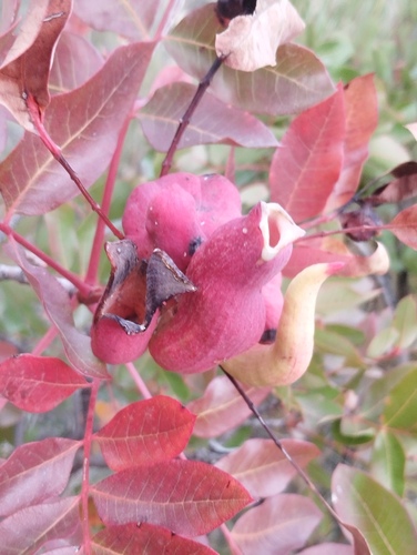 Pistacia Horn Gall Aphid
