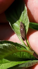 Synaptus filiformis