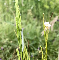 Anthocharis cardamines