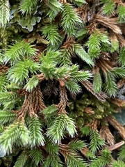 Selaginella weatherbiana