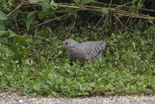 Common Ground Dove observed by snookpatrol