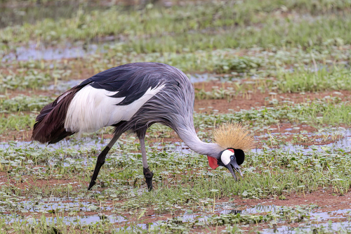 iNaturalist image