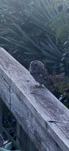Eastern Screech-Owl observed by piper1111