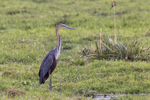 iNaturalist image