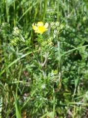Potentilla argentea