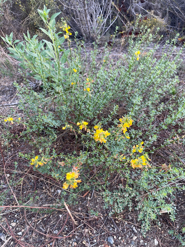 Acmispon glaber observed 2026-10-17