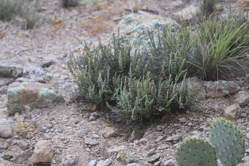 Eaton's lipfern