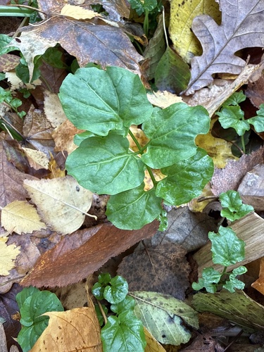 Cardamine amara, 2026-10-17
