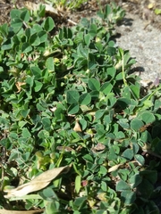 Medicago lupulina