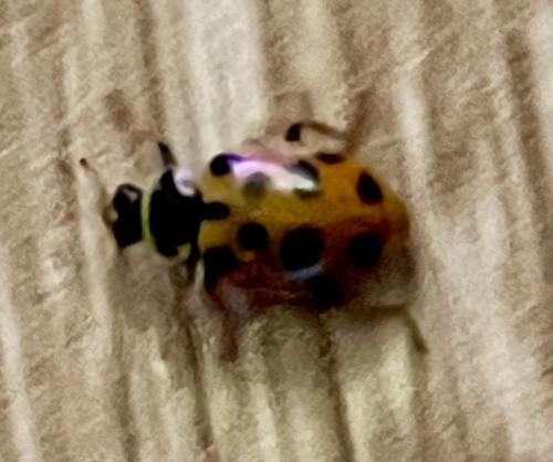 Thirteen-spotted Lady Beetle